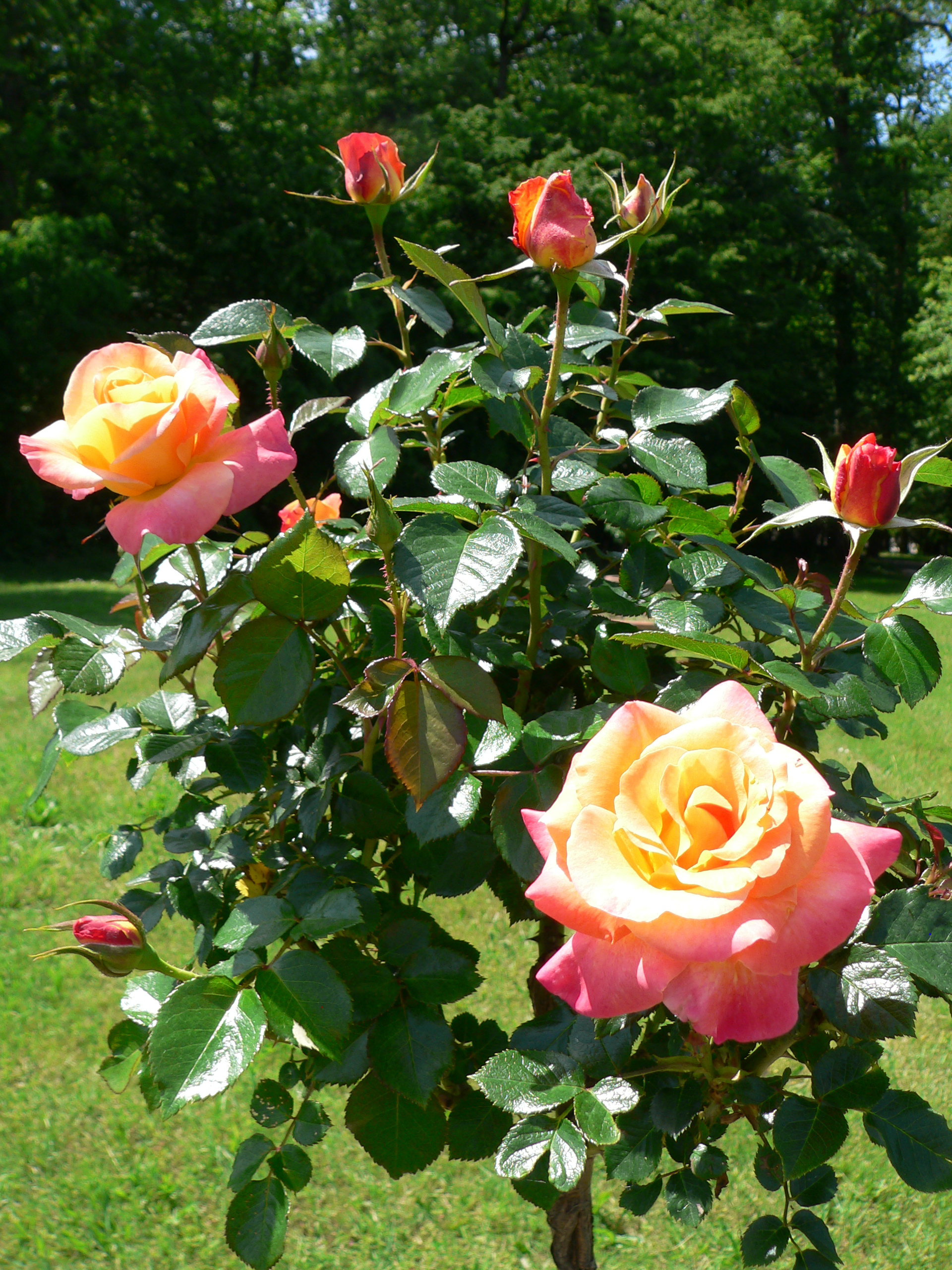 La Rozelle Roses (1) - Château de la Rozelle Hôtel Chambord